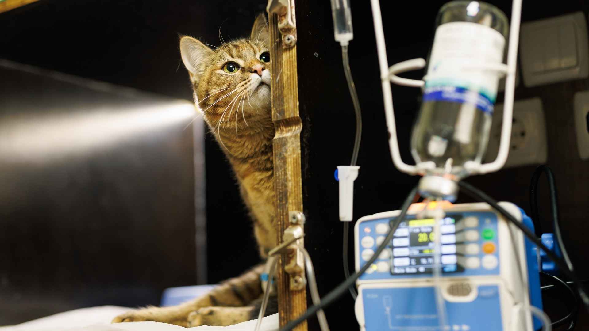 Gato en el veterinario